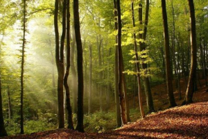 Dlaczego żółte liście Dlaczego żółte liście